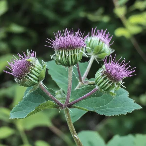 the foragers guide to wild foods